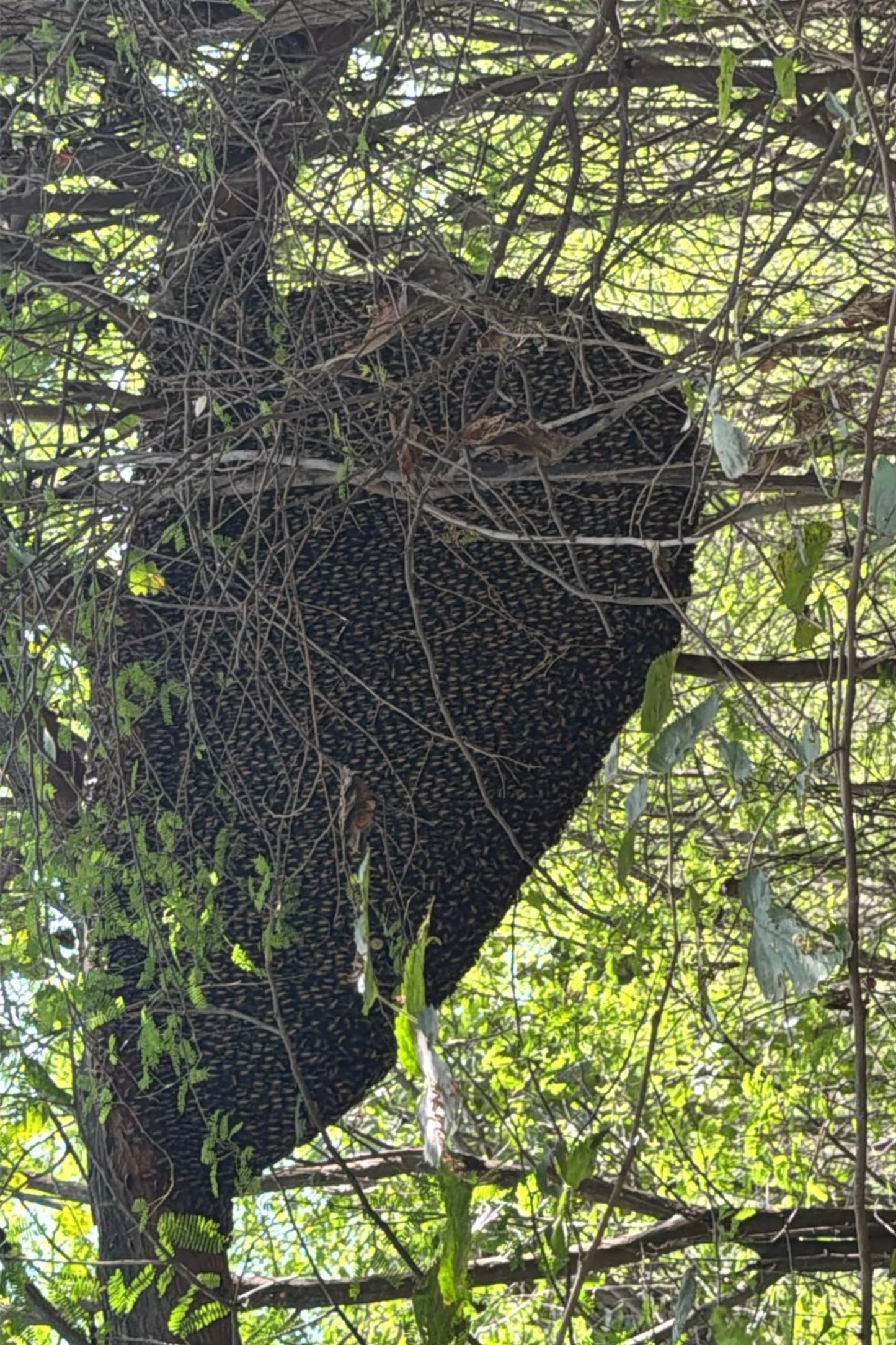 raw wild sidr honey from natural hives